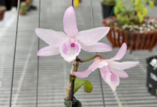 Vườn Lan Tân Sơn(ĐỨC HÀ)景点图片