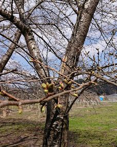Cat's Shrine-高畠町