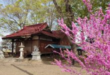 Suwa Shrine景点图片