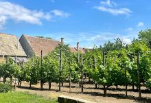 Orosz Gyula Family Winery景点图片