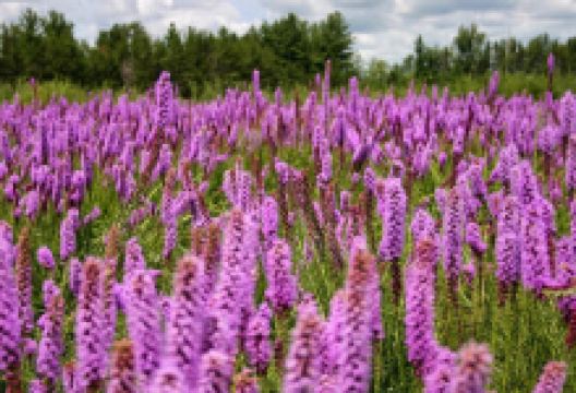 Prairie Restorations, Inc. Garden Center购物图片