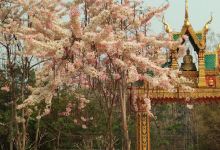 Wat Nuea Fai景点图片