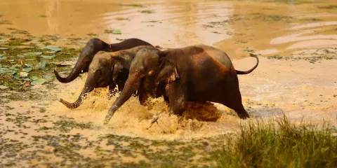 Save Elephant Foundation- Surin project