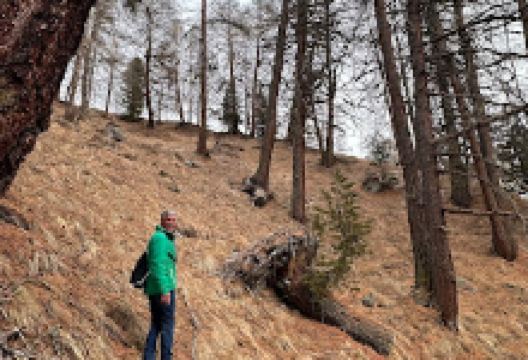 Le Grand mélèze des Armeles景点图片