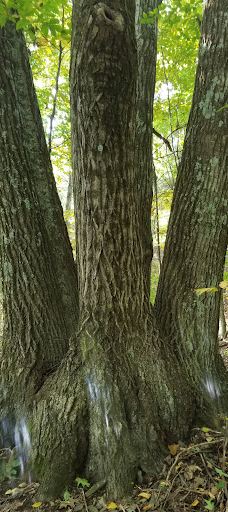 Jones Park-维斯塔