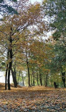 耶稣圣驴石-佐马尔迪