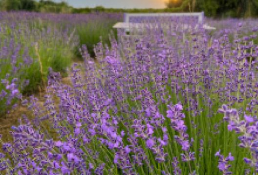 Budakeszi Levendula Farm购物图片