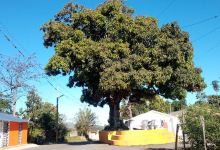 La Mata de Mango, Parque Las Carreras景点图片