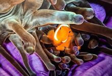 留尼汪岛水族馆景点图片
