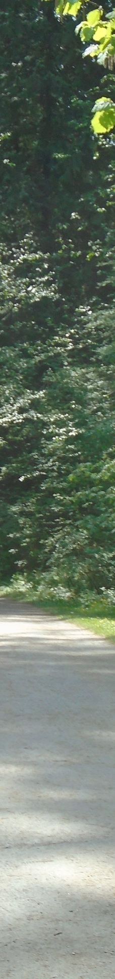 中央公园-本那比