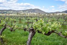 Thistle Hill Organic Winery景点图片