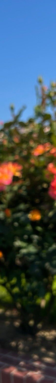 Yoshiumi Rose Park-今治市