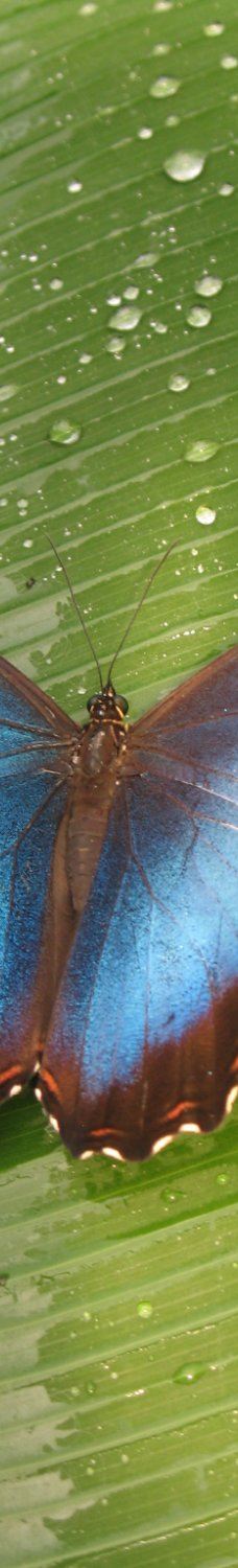 The Tropic of butterfly-埃尔讷