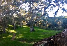 Los Osos Oaks State Reserve景点图片