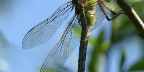 Summer Leys Nature Reserve