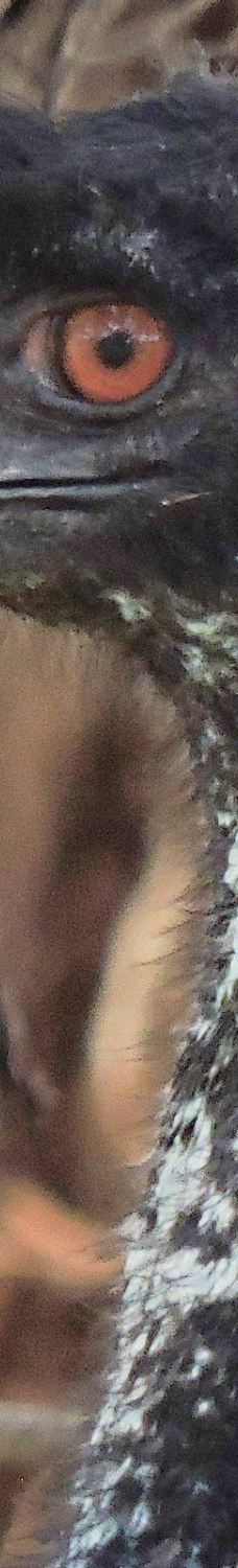 Bunbury Wildlife Park-South Bunbury