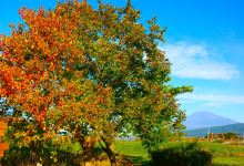 Ukishimagahara Nature Park景点图片