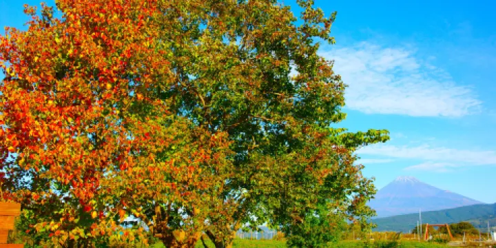 Ukishimagahara Nature Park