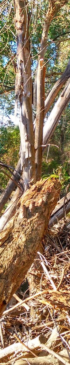 Embalse de Cabezas Rubias-圣巴尔瓦拉德卡萨