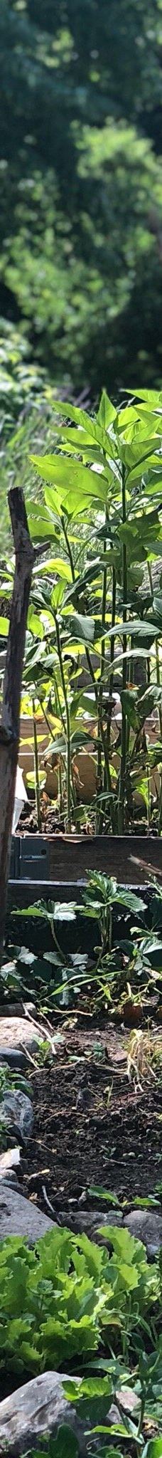 Karolinelund-奥尔堡