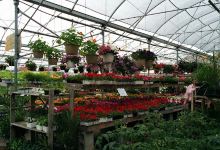 Hortibeauce - Botanix Garden Center购物图片