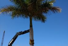 Vivero Garden Depot Manzanillo购物图片