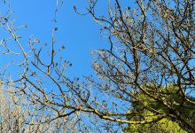 Parco Pubblico Cervi Area Attrezzata景点图片