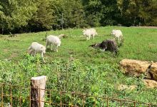 Enclos des Rennes景点图片