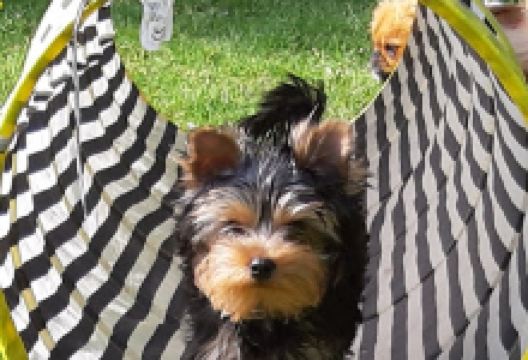 Kelmiser Dogs Park景点图片