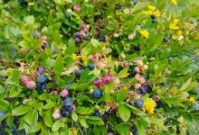 Pirttiahon puutarha景点图片