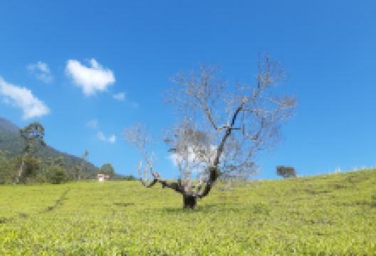 Pos 1 Gunung Cikuray via Pemancar景点图片