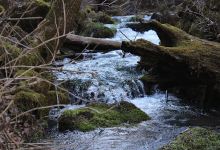 Greer Spring Trailhead景点图片