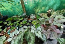 Duliajan Nursery购物图片