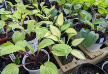 Hosta Haven购物图片