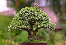 Gus bonsai art & gallery景点图片