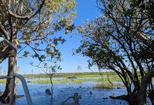 Mary River Wetlands Cruise景点图片