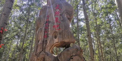 高唐清平森林遊樂園