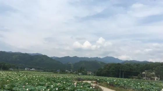 楓灣荷花世界