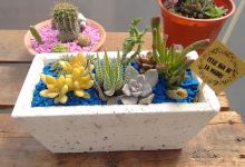 Vivero Sol Naciente购物图片