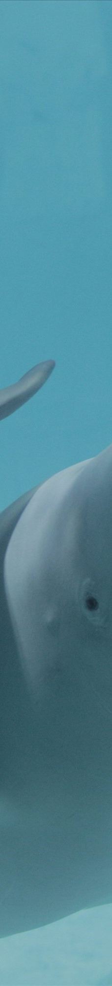 瓦伦西亚海洋公园-瓦伦西亚