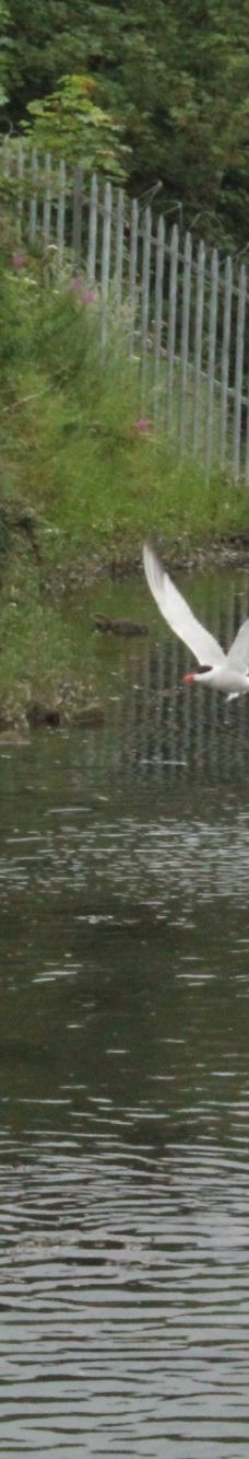 维多利亚公园-贝尔法斯特