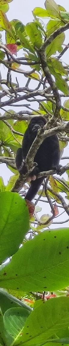 卡维塔国家公园-Talamanca