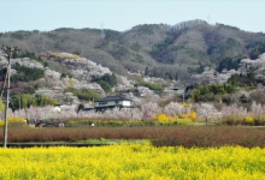 Hanamiyama Park景点图片