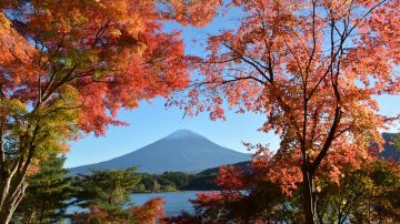 Lake Kawaguchi Maple Corridor