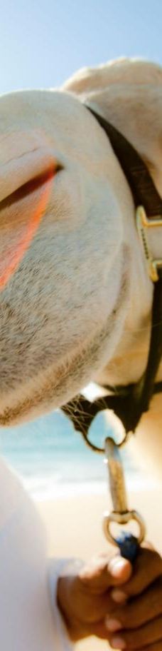 神圣之地 - 卡波探险-拉巴斯