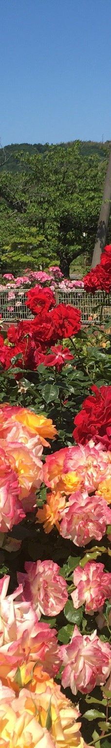 Yoshiumi Rose Park-今治市