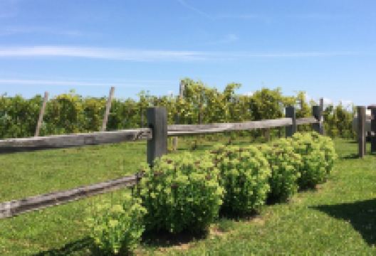 The Corks Winery景点图片