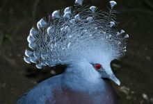 Tropiquarium de Servion景点图片