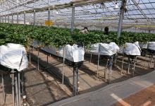 JA Miyagiwatari Yoshida Kanko Strawberry Farm景点图片