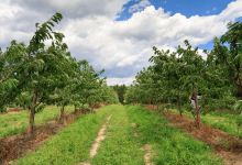 Ochs Orchard景点图片
